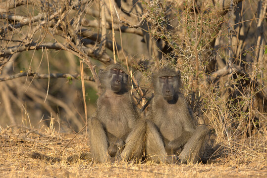 Chacma Baboons resting (Papio ursinus). Taken in Kruger National Park, South Africa.