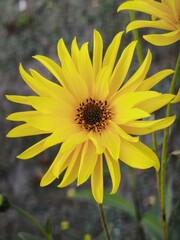 Leuchtend gelbe Staudensonnenblume in Makro-Ansicht
