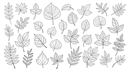 A diverse collection of hand-drawn botanical leaf illustrations.