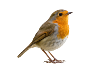 Isolated European Robin perching, standing still in daylight, waiting for spring to come