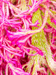 Vibrant close up abstract of a pink and yellow cockscomb flower showcasing its unique textured patterns and fuzzy feathery appearance perfect for a lively and colorful background.
