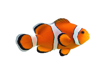 Isolated vibrant orange clownfish swimming sideways, with black-and-white markings, in aquatic setting