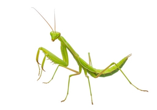 Isolated Praying Mantis green insect resting on a white plain surface, predatory nature