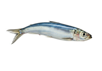 Isolated single fresh herring floating, ready for preparing traditional dish or ingredient