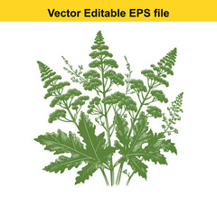 Vector art of green astilbe plant with large leaves
