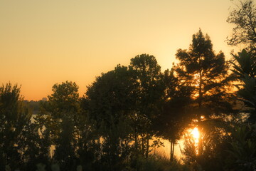 sunset in the forest