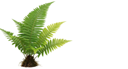 Isolated fern plant with green fronds and roots, ideal for graphic design and illustrations