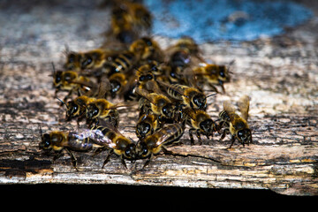 Close-up of honey bees clustering at the entrance of an old wooden beehive, highlighting their detailed wings, bodies, and social interaction in natural light.