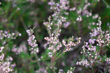 Region Teutoburger Wald