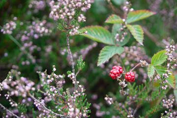 Region Teutoburger Wald