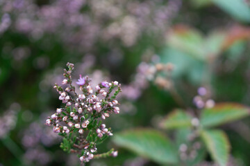 Region Teutoburger Wald