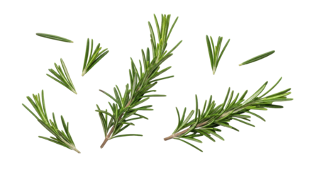Isolated Rosemary sprigs, herbs, fresh green aromatic plant, culinary flavor enhancer
