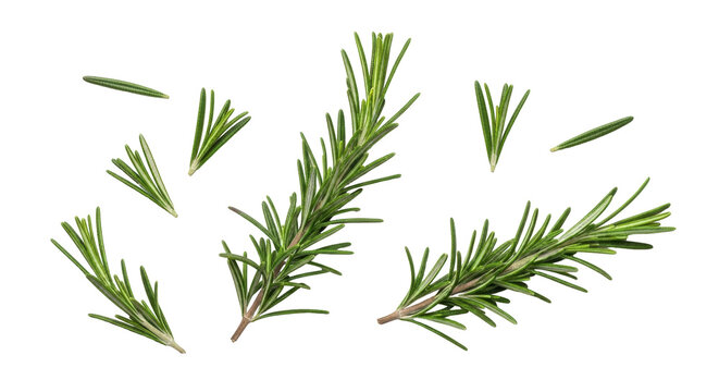 Isolated Rosemary sprigs, herbs, fresh green aromatic plant, culinary flavor enhancer