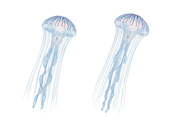 Isolated jellyfish artwork, elegant aquatic animals, blue and purple sea creatures in an illustration