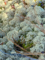 Close-up of Reindeer Moss