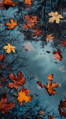 autumn leaves on wet asphalt.