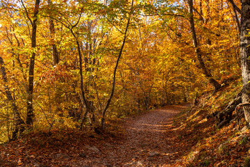 Autumn forest path, vibrant fall leaves cover a winding trail through sunlit woods, tranquil nature beauty