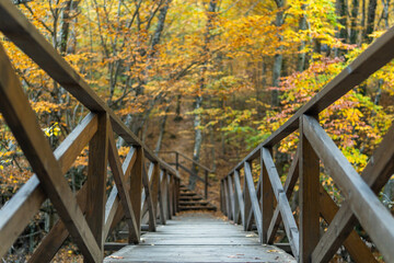 Wooden bridge, autumn forest, fall foliage leading path into a vibrant nature landscape.