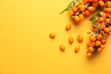 Branches with ripe sea buckthorn berries and leaves on yellow background, flat lay. Space for text