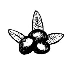 Hand drawn olive with leaves. Olive sketch vector illustration. Black olive with leaves isolated on transparent background as package design composition