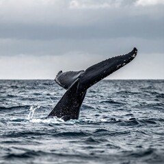 Whale's tail breaching the ocean surface