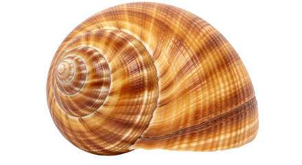 Isolated Seashell with Swirl Pattern and Natural Tan Color; A Spiral-shaped Aquatic Souvenir
