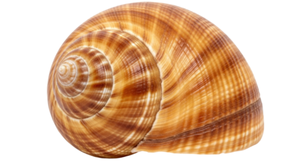 Isolated Seashell with Swirl Pattern and Natural Tan Color; A Spiral-shaped Aquatic Souvenir