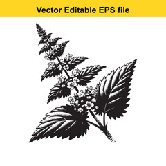 Vector art of black and white illustration of a flowering mint plant