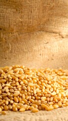 Wheat grains on burlap