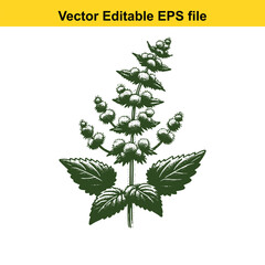 Vector art of hand drawn mint plant