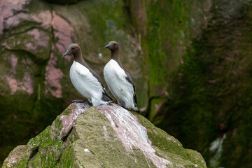 Two black guillemots stand on a mossy rock, their white bellies contrasting with their dark brown heads and backs.