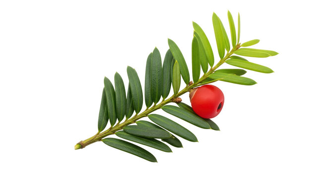 Isolated yew branch with green leaves and red berry, a decorative Christmas greenery
