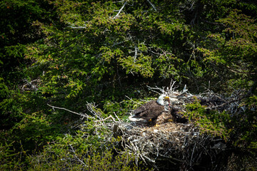 A bald eagle feeds its eaglet in a nest high in a tree.