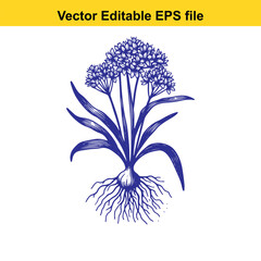 Illustration of a blooming onion plant with roots