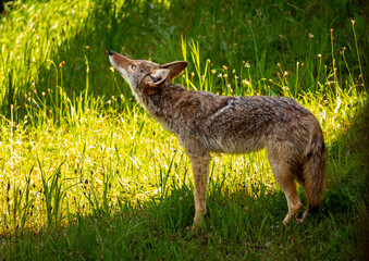 A coyote stands in a grassy field, looking up, perhaps listening for prey or other animals.