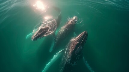 Naklejka premium Humpback whales swim gracefully in clear ocean water near coastal region during a sunny afternoon