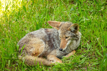 A coyote is curled up in the grass, possibly resting or hiding.