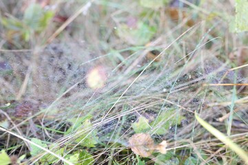 Empty cobweb on plant in meadow, closeup