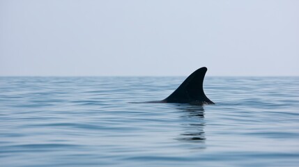 Naklejka premium Shark fin breaks surface of calm ocean waters under bright blue sky at midday