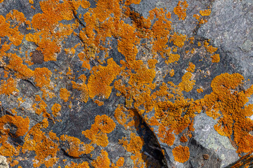 Vibrant lichen growing on rocky surface in nature