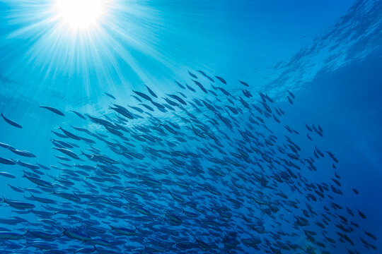 Large school of Fusiliers ,  Caesio striatus,   swimming in the sunlit blue ocean