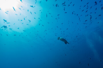 A sea turtle swims through the ocean surrounded by schools of fish, likely searching for food or migrating to a new location.