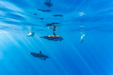 A pod of dolphins swims in the clear blue ocean, their sleek bodies gliding effortlessly through the water.