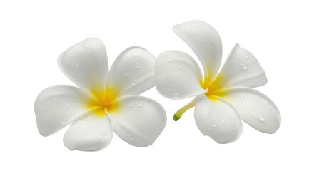 Isolated pair of fresh plumeria flowers, with water droplets on petals, blooming in spring season