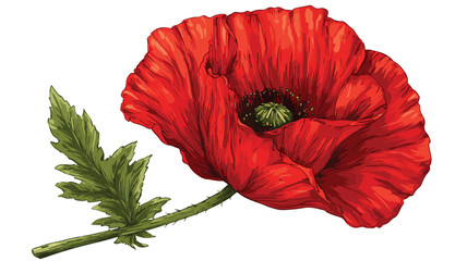 Vibrant Red Poppy Flower and Green Leaf Vector Illustration
