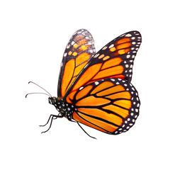 Fototapeta premium Monarch Butterfly with Detailed Orange Wings on Minimalist Display, Nature Beauty, isolated on transparent background