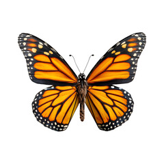 Monarch Butterfly with Detailed Orange Wings on Minimalist Display, Nature Beauty, isolated on transparent background