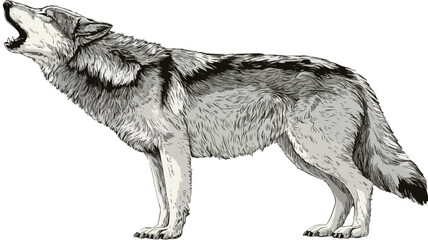 Wild Howling Wolf Dog Full Body Design Vector Illustration