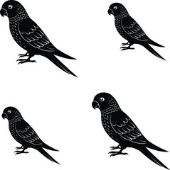 Vector illustration silhouettes of a parakeet bird on white background. 