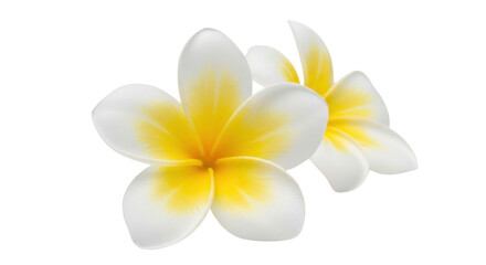 Isolated two fresh frangipani flowers, tropical plumeria blossoms, aromatherapy spa blooms